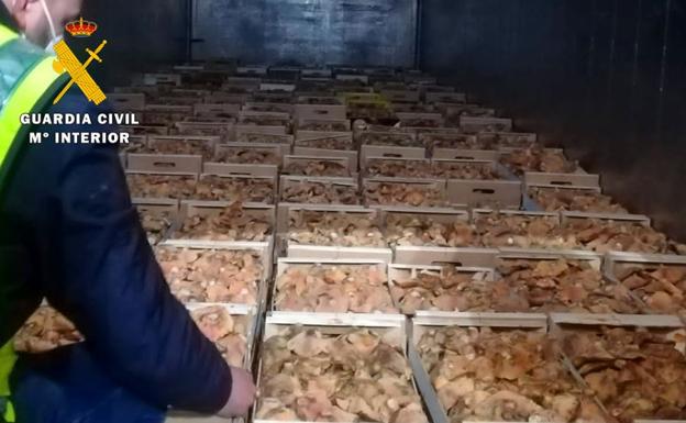 Intervenidos en dos empresas de Aranda 1.480 kilos de níscalos recolectados de manera irregular