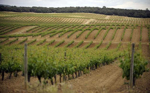 Ribera del Duero lanza la campaña 'Madrid, con Ribera sí'