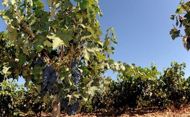 Ribera del Duero y sus bodegas regalarán un año de brindis con la campaña 'Bebe, Brinda y Ríe'