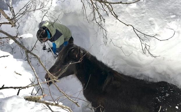 Las yeguas aisladas en Castro Valnera, liberadas de la nieve y con alimento