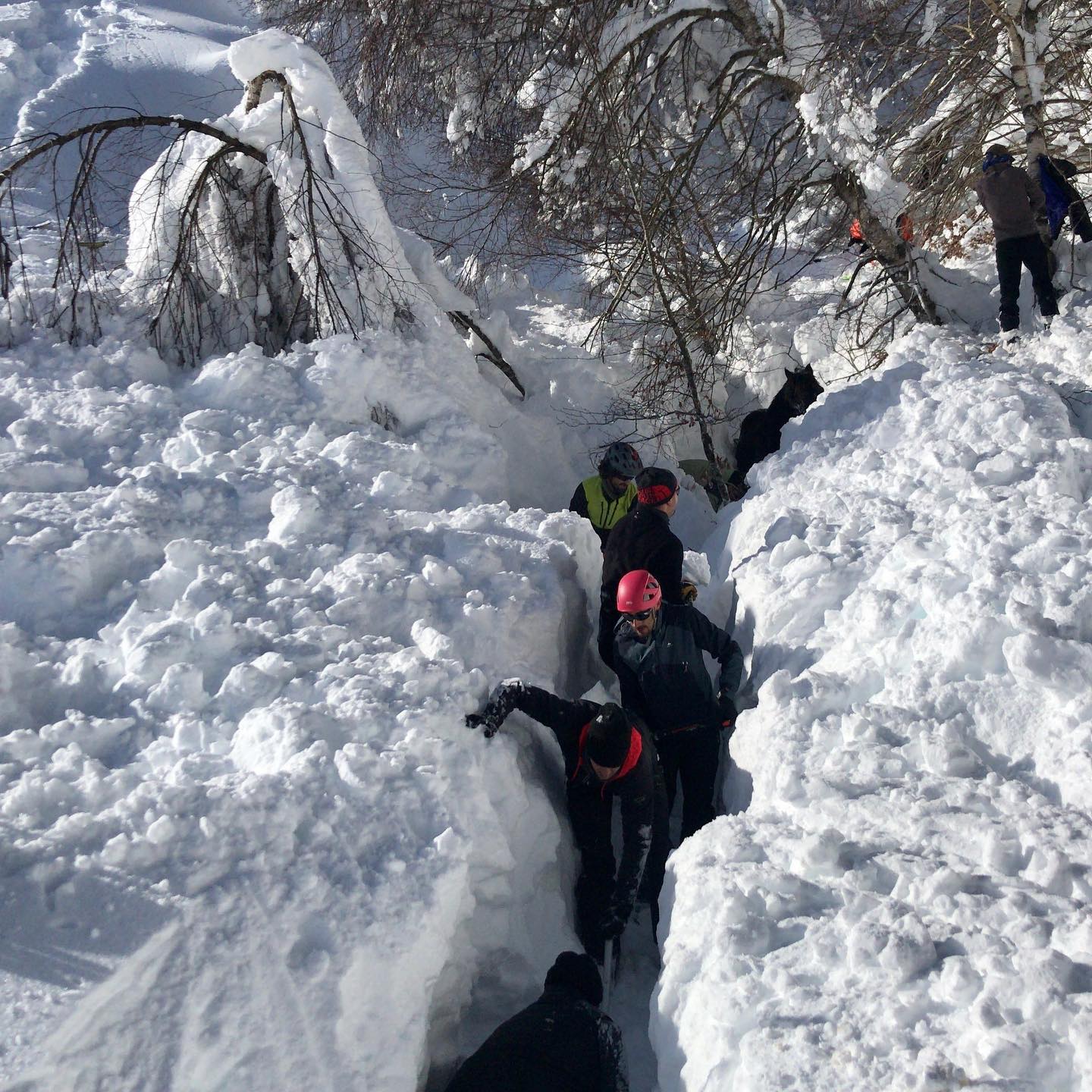 Al rescate de las yeguas sepultadas por la nieve en Castro Valnera (Burgos)