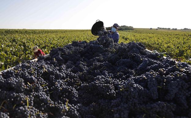 Los 100 mejores vinos de Ribera del Duero para Tim Atkin alcanzan una puntuación media de 94,53