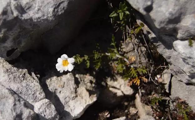 Descubierta una planta hasta ahora desconocida en las sierras calizas de Burgos, Álava y La Rioja