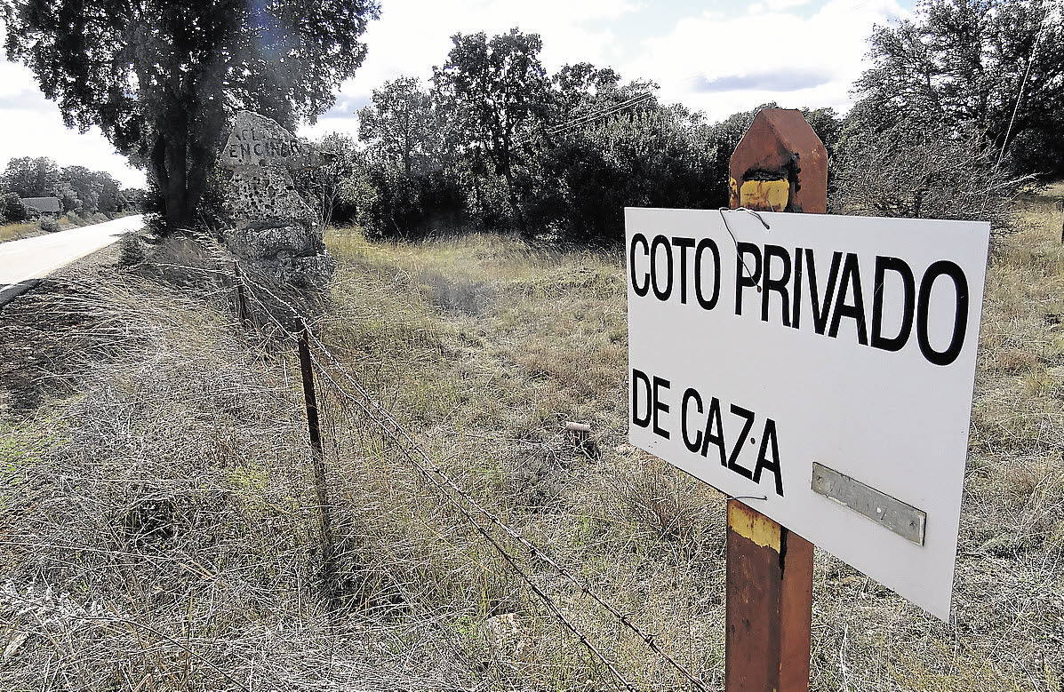 Burgos, la provincia con más codornices capturadas en la temporada 2019/2020