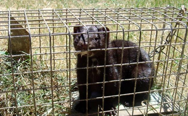 Sacrificarán a más de mil visones en Ávila tras detectarse un ejemplar infectado por covid