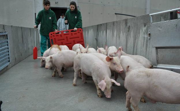 FAE presenta a la UE un modelo para el sector porcino