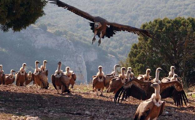 Patrimonio Natural y la Ruta del Vino Ribera del Duero colaborarán en favor de la divulgación de la naturaleza