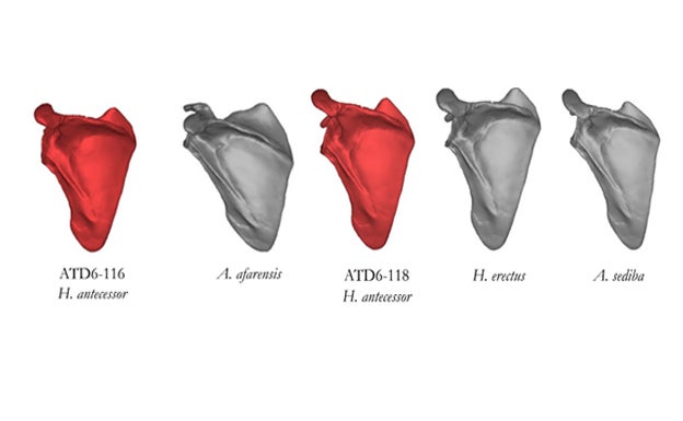Los hombros de Homo antecessor y de los humanos modernos son similares
