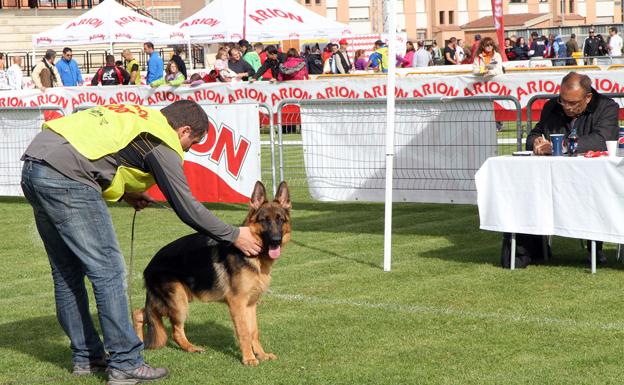 Lerma, sede del Campeonato del Mundo de adiestramiento de pastor alemán