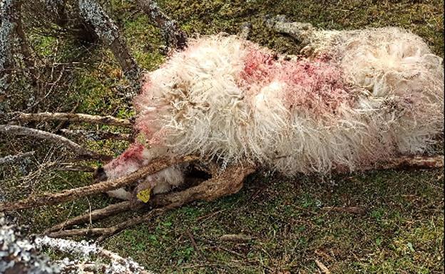 Unión de Campesinos de Burgos denuncia que los lobos ponen en jaque a la ganadería en la Demanda