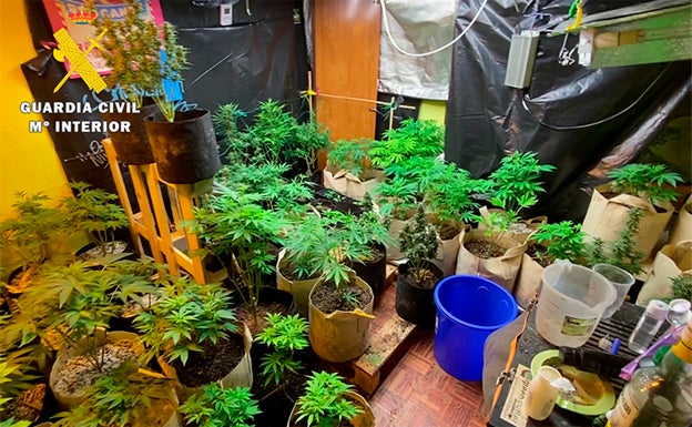 Detienen a tres personas por el asalto a una casa y descubren una plantación de marihuana