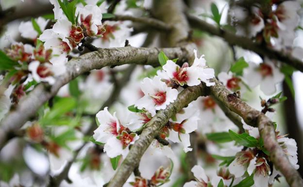 La primavera llega el próximo sábado a las 10.37 horas