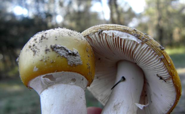 La campaña micológica de primavera espera una nueva florada de marzuelo a finales de marzo