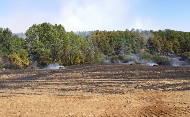 Casi 4.000 árboles para reforestar Fuente Dorada tras el incendio de 2019