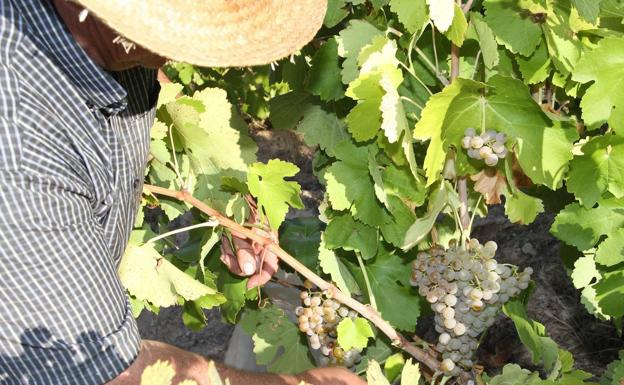 Una bodega de Aranda lanza el primer blanco Crianza de Ribera del Duero