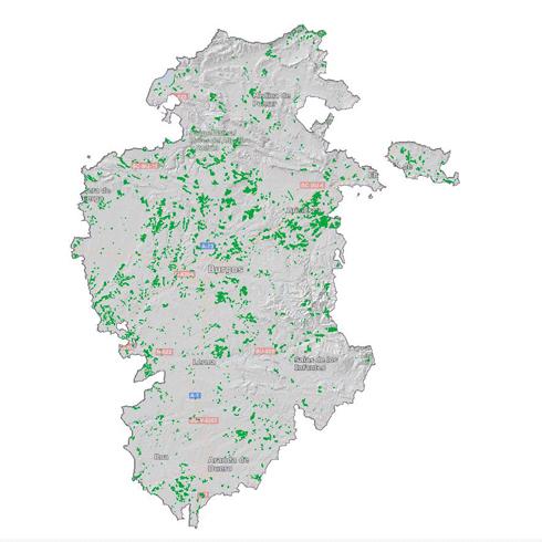 Más de 46 millones de árboles se han plantado en la provincia de Burgos desde 1993 a 2018