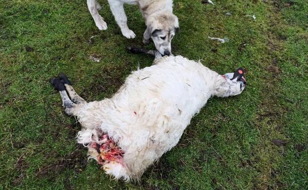 COAG advierte de que el lobo ya ataca dentro de pueblos, como en Espinosa de los Monteros