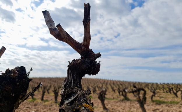 Ribera teme que la brotación se adelante y suba el riesgo de heladas