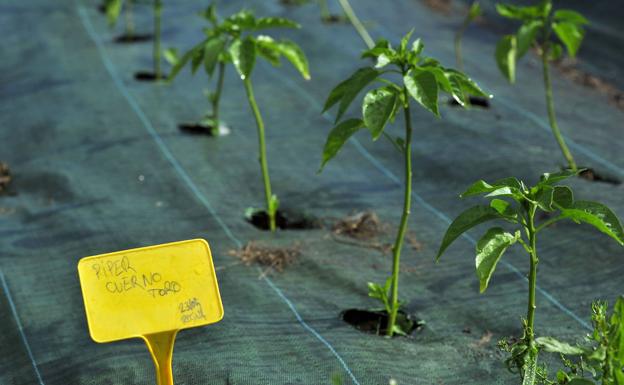 Aumentan un 144 por ciento en Burgos las empresas que elaboran o transforman productos ecológicos vegetales