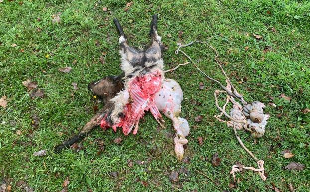 Una osa y sus crías atacan un núcleo zoológico en Asturias