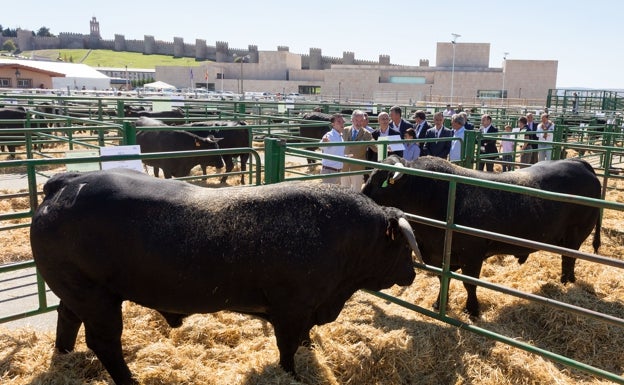 La Diputación de Ávila subasta 37 reses de Raza Avileña Negra-Ibérica por 43.200 euros