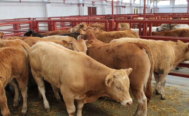 Los cereales siguen imparables y cotizan una semana más al alza en Salamanca