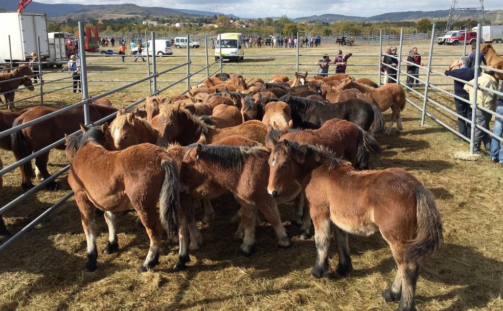 Valle de Valdebezana: arraigada cultura ganadera