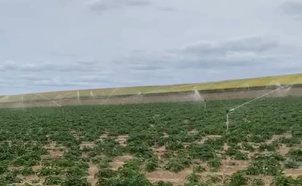 El campo pide riego en una semana en la que las temperaturas irán a más