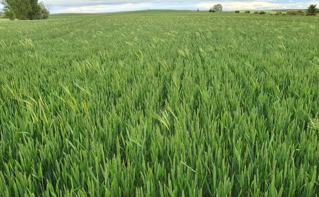 Publicada la modificación de las bases de las ayudas para la suscripción del seguro agrario