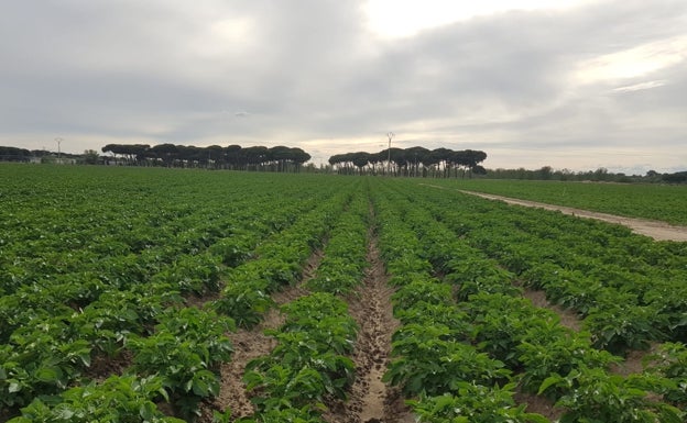 La región pierde 1.000 hectáreas de superficie de patata en una campaña de buenas perspectivas