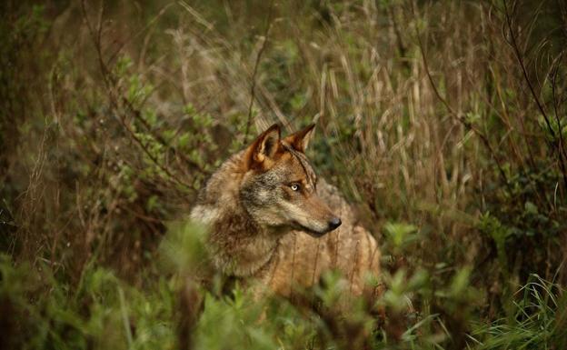 Las autonomías afectadas llevarán al Supremo la prohibición de cazar lobos