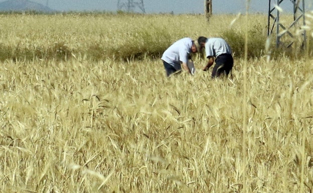 COAG estima que la producción de cereales alcanzará los 6,4 millones de toneladas, un 33% menos que en 2020