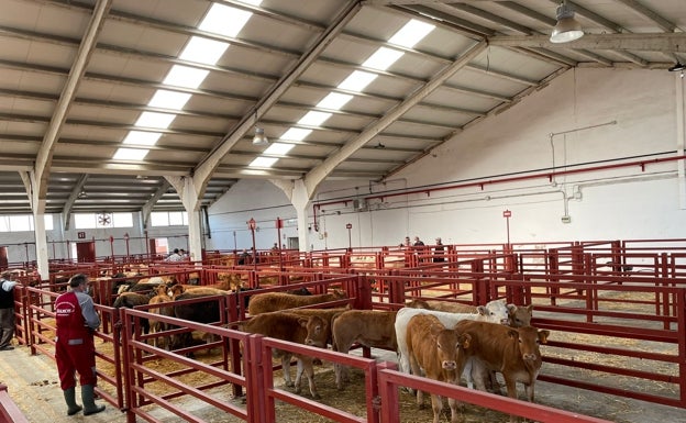 El ibérico y los lechazos puntúan al alza una semana más en la Lonja de Salamanca