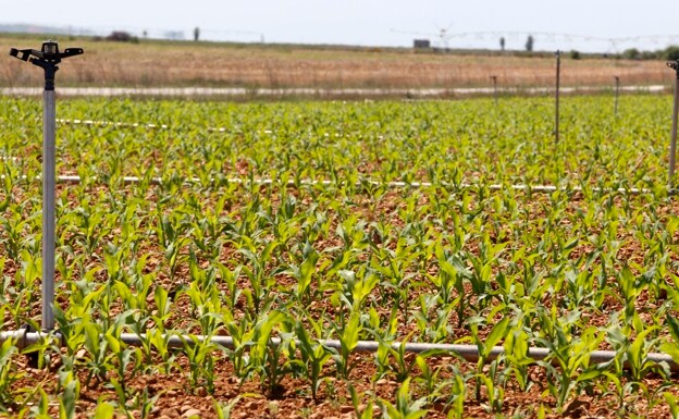 La superficie de maíz crece más del 5% en León hasta alcanzar casi 79.000 hectáreas