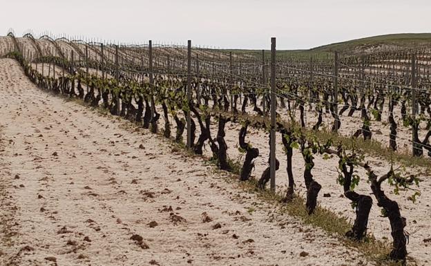 El pedrisco devasta decenas de hectáreas de viñedo en las zonas de Moradillo, Peñaranda y La Vid