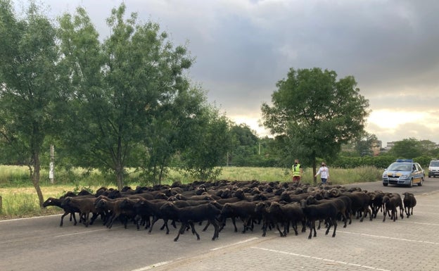 Las merinas negras cruzan Ciudad Rodrigo en busca de pastos