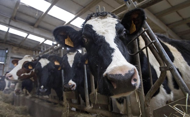 Los ganaderos denuncian «injerencias» para reventar el estudio de la cadena de valor de la leche