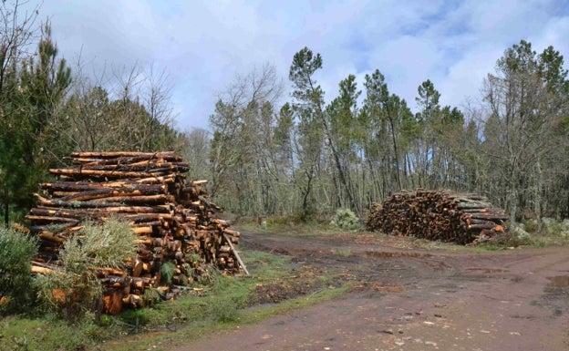 Sale a información pública la propuesta de decreto de los aprovechamientos forestales