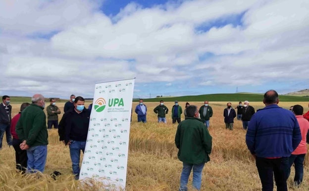 Los campos de ensayo con cereales de UPA en Palencia demuestran la variedad de rendimientos