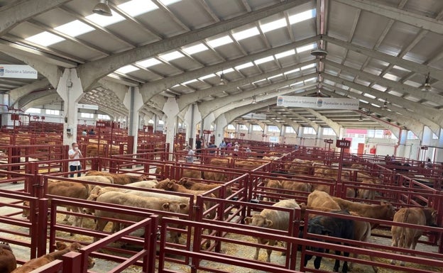 La Lonja de Salamanca mantiene tendencia: suben los lechazos y en el cereal solo baja el trigo