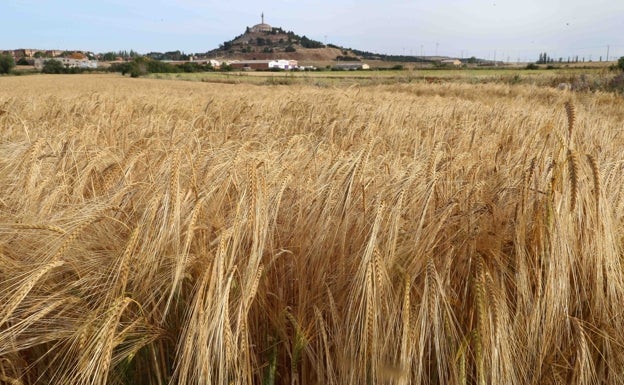 Trigo y cebada dejan de cotizar en la Lonja de Zamora ante la proximidad de la cosecha