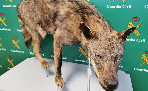 Investigadas tres personas por varios delitos de caza sobre el lobo ibérico en Burgos