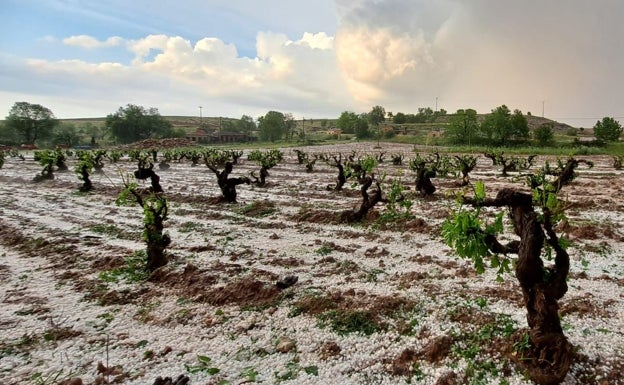 El 15 de junio termina el plazo para asegurar la cosecha de cereales de invierno frente al pedrisco