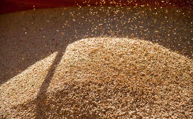 La Lonja de León marca cierta estabilidad en los cereales a la espera del inicio de campaña