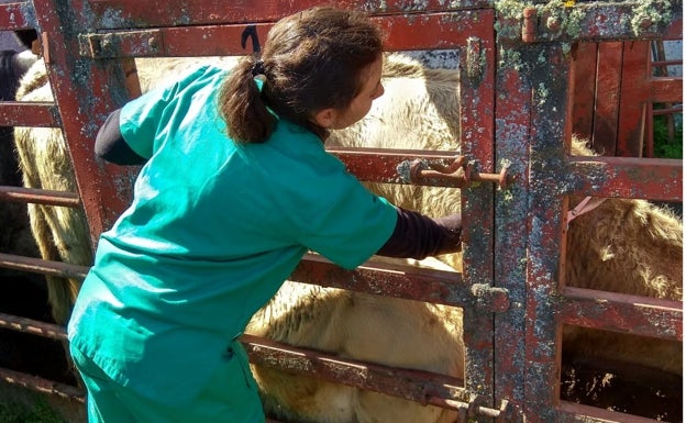 Agricultura convoca las ayudas de reposición de ganado a las que destina 200.000 euros