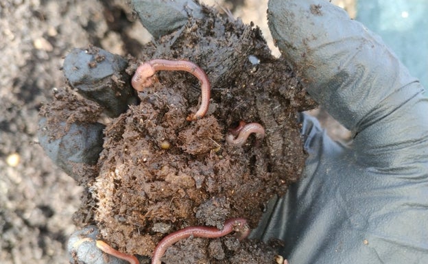 Una granja de lombrices para elaborar abono orgánico en Burgos