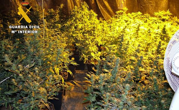 Desmantelan una plantación con 85 plantas de marihuana en una vivienda de Las Merindades