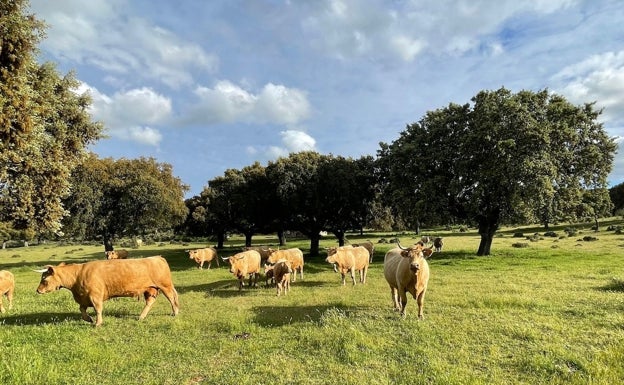 La disminución de precios y la subida de los piensos trasladan la «preocupación» al vacuno de carne