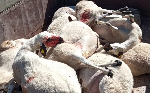 UPA denuncia la muerte de 12 ovejas en una ataque de lobos en Zamora