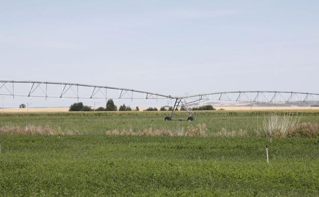 Castilla y León alcanza las 463.148 hectáreas regadas y gana casi 75.000 la última década